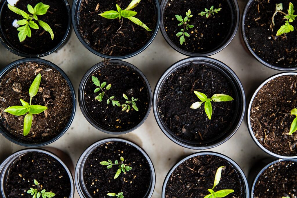 How to Start an Herb Garden? A beginner's guide