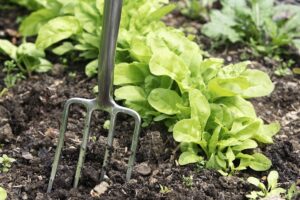 How to Make Organic Compost and Pesticides at Home - by Organic Sow - Organic Gardening Blogs and Tips